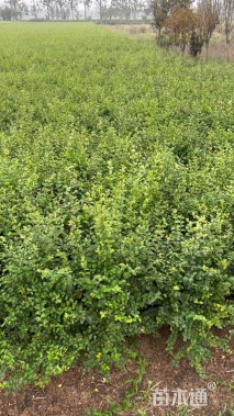 高度50厘米小叶女贞