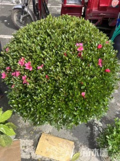 高度80厘米夏鹃