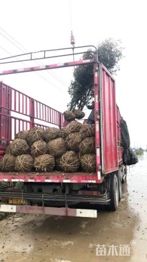 高度300厘米丛生桂花