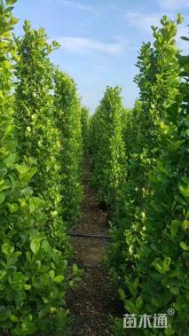 高度190厘米火山榕