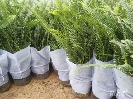 高度15厘米排骨草