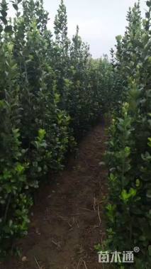 高度200厘米北海道黄杨