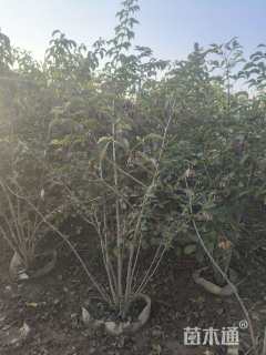 高度120厘米白鹃梅