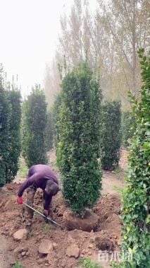 高度250厘米北海道黄杨柱