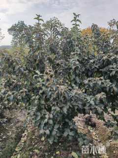 高度100厘米木绣球