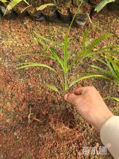 裸干高20厘米棕竹