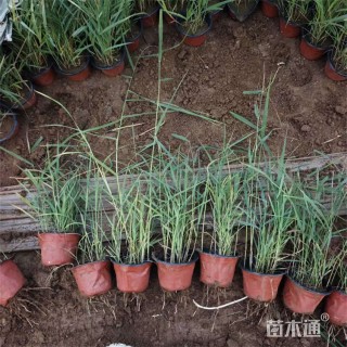 高度65厘米芦苇