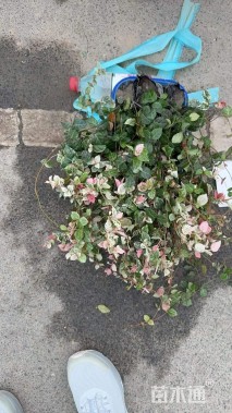 40厘米花叶络石