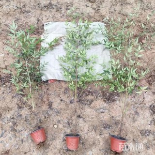 高度80厘米南天竹