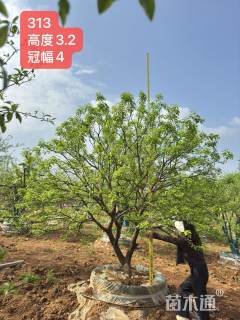 8公分(2杆)丛生香橼