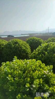 冠幅1200厘米卫矛球