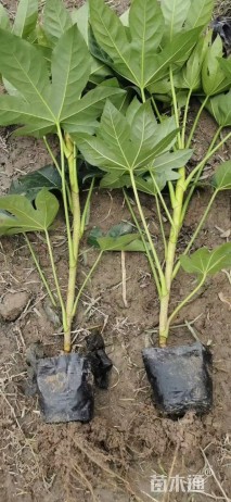 高度80厘米八角金盘小苗