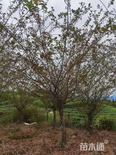 12公分垂丝海棠