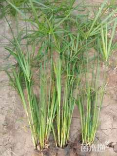 高度50厘米旱伞草