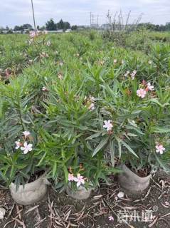 高度60厘米红花夹竹桃