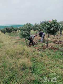 高度150厘米月季