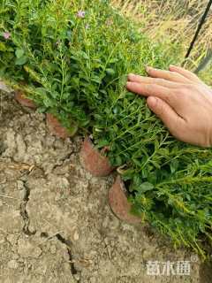 高度15厘米满天星