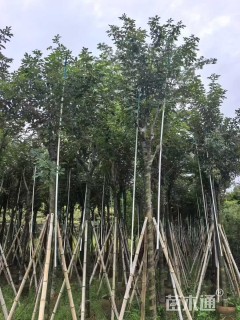 8公分黄花风铃木