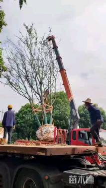 15公分丛生朴树