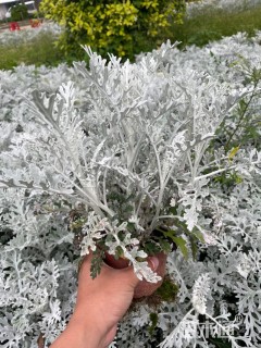 高度25厘米银叶菊