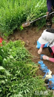 高度120厘米水蜡