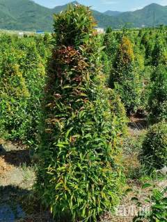 高度120厘米红车柱