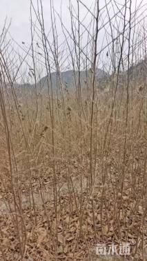 高度150厘米乌桕小苗