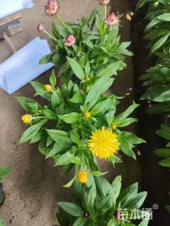 高度20厘米蜡菊