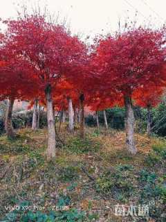 10公分日本红枫