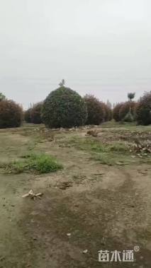 冠幅60厘米红叶石楠球