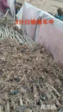 3公分白榆