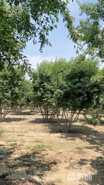 高度500厘米丛生茶条槭