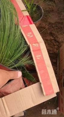 高度15厘米细叶针芒
