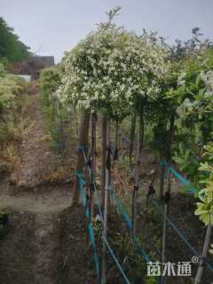 高度100厘米小丑火棘