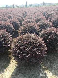 冠幅100厘米红花继木球