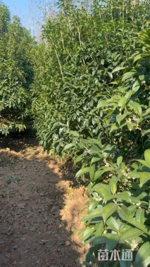 冠幅200厘米桂花球