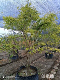 高度300厘米栀子