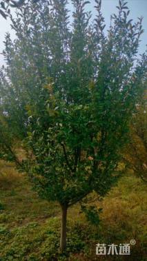 10公分北美海棠