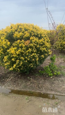 冠幅180厘米金禾女贞球