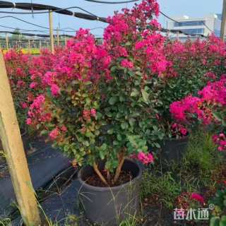 高度60厘米天鹅绒紫薇