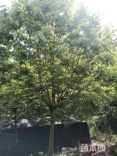 高度400厘米山茱萸