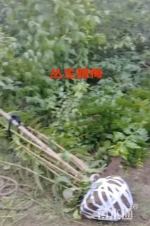 高度300厘米丛生蜡梅