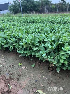 高度25厘米八宝景天