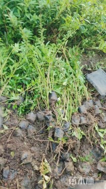 高度70厘米连翘