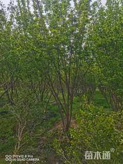 高度300厘米丛生茶条槭