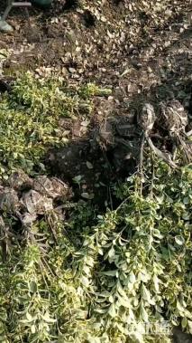 高度50厘米金边黄杨