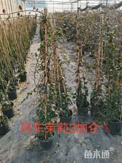 200厘米络石