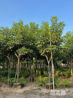 20公分红花风铃木