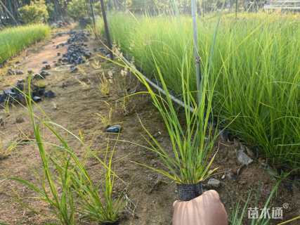 高度40厘米矮蒲苇