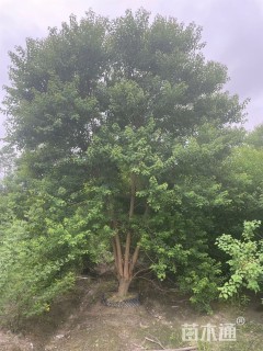 12公分(2杆)丛生乌桕